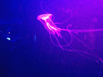 Jellyfish in aquarium