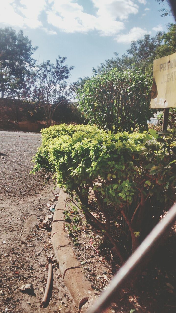 tree, growth, building exterior, plant, built structure, architecture, sky, green color, sunlight, house, nature, fence, day, growing, shadow, outdoors, no people, field, grass, tranquility