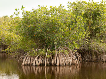 View of trees in lake