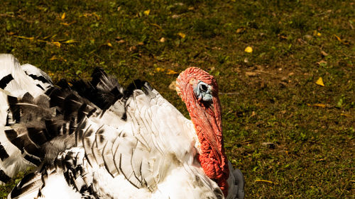 Close-up of bird on field