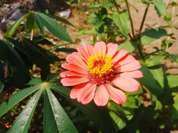 Close-up of pink flower