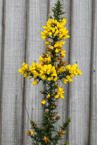 Close-up of yellow flowering plant by fence against bright sun