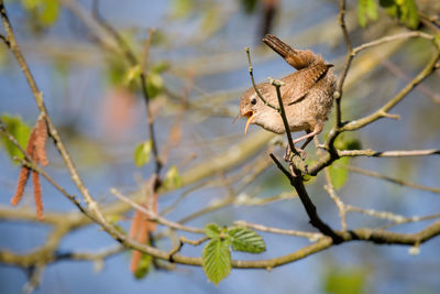 Low angle view of bird perching on tree