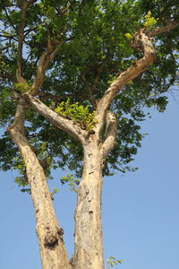 Low angle view of tree against clear blue sky