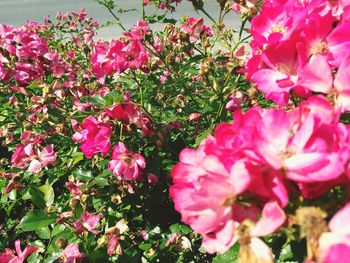 Close-up of pink flowers