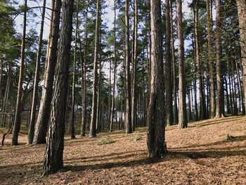 Trees in forest against sky