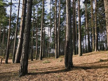 Trees in forest against sky