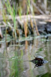 Close-up of turtle in lake