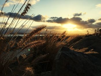 Close-up of plants on field against sky during sunset