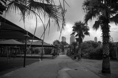 Panoramic view of palm trees against sky