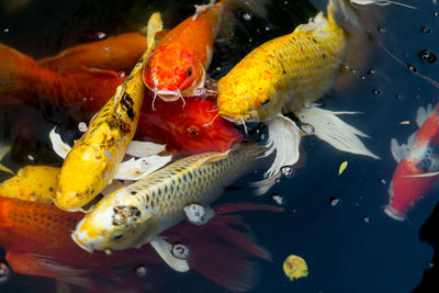 Fish swimming in pond