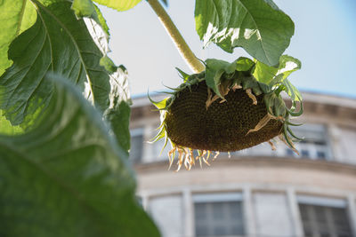 Close-up of fruit growing on tree