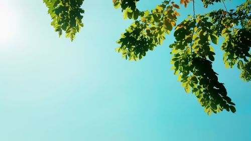 Low angle view of tree against clear sky