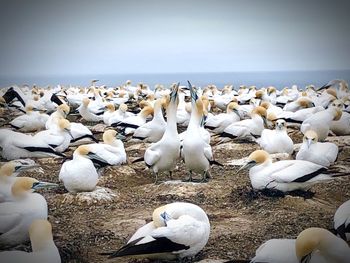 Flock of seagulls on sea shore