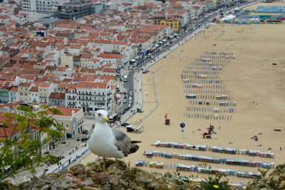 High angle view of seagull in city