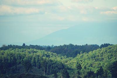 Scenic view of forest against sky