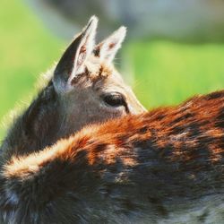 Close-up of deer