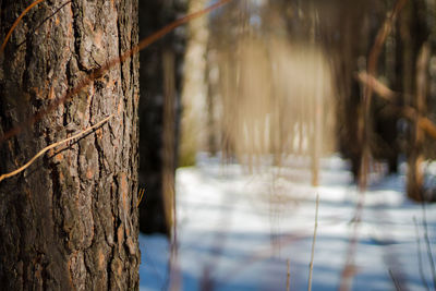 Close-up of tree trunk in forest during winter