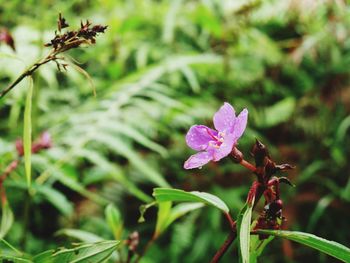 Close-up of pink flowering plant