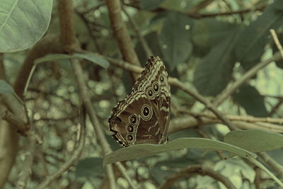 Close-up of butterfly on leaf