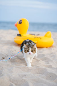 Travel in thailand trip with cat sit on duck rubber ring on sand beach