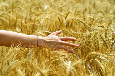Close-up of hand touching wheat field