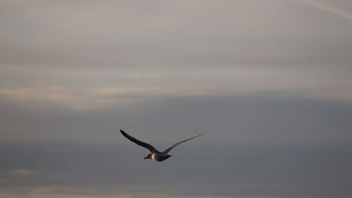 Seagull flying in sky