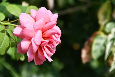 Close-up of pink rose flower