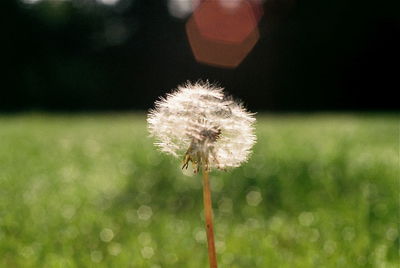 Close-up of dandelion flower