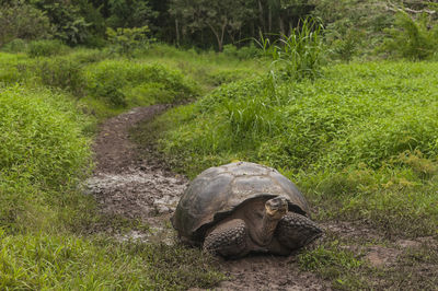 Turtle on field