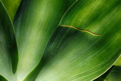 Close-up of insect on leaf