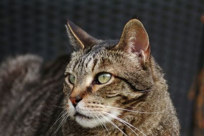 Close-up portrait of cat