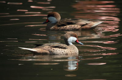 Duck swimming in lake