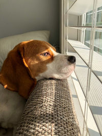 Close-up of a dog looking away