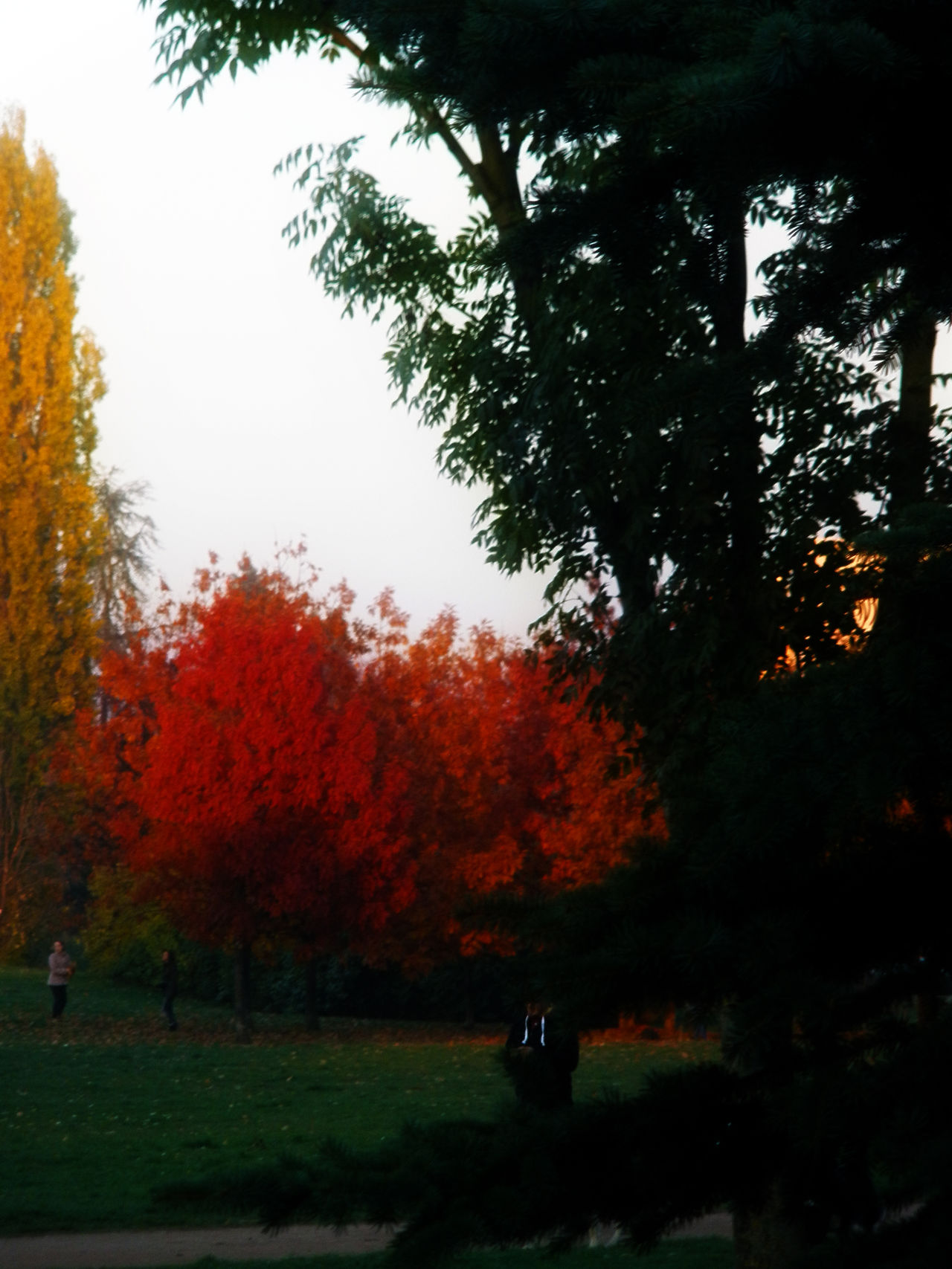 Autumn leaves Autumn Autumn colors Autumn leaves Check this out close-up enjoying life Enjoying Nature Enjoying the View EyeEm Nature Lover fall Fall Beauty Fall Colors leaf leaves Nature nature_collection Orange popular photos Red Relaxing season Taking 