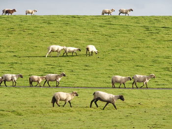 Sheep grazing in a field