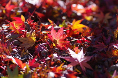 Close-up of maple leaves