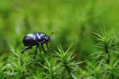 Close-up of insect on plant in forest