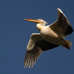 Low angle view of bird flying against clear sky