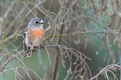 Close-up of bird perching on tree