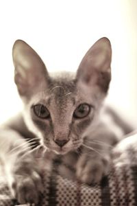 Close-up portrait of kitten