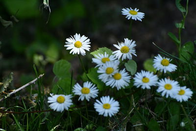 Close-up of white flowering plants on field