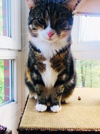 Portrait of cat sitting at home