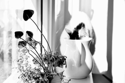 Cat drinking water from jug on window sill