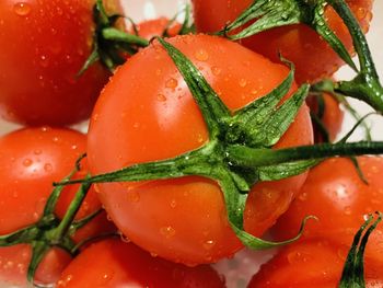 Close-up of wet tomatoes