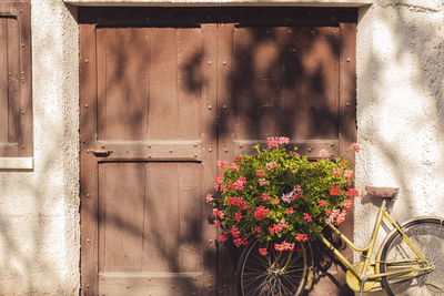Close-up of potted plant against wall