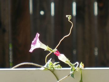 Close-up of plant against blurred background