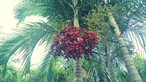 Low angle view of palm tree