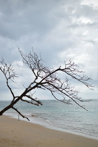 Bare tree on beach against sky