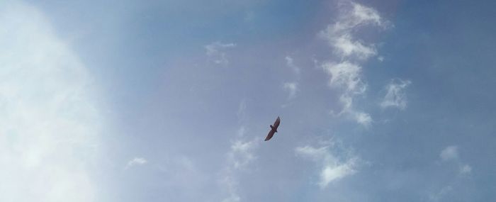 Low angle view of bird flying against sky